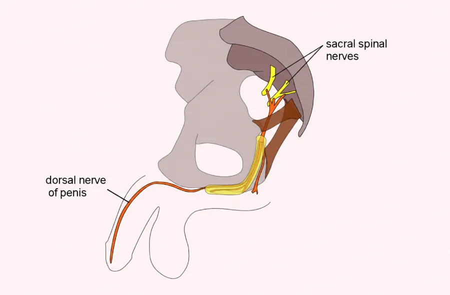 An anatomical diagram of the lower spinal cord highlighting the sacral nerve and its connection to the genitals.
