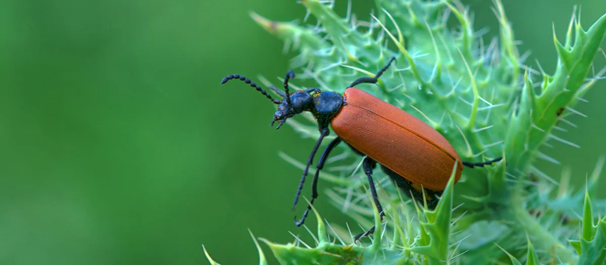 A small bottle of 'Spanish fly' sold as an aphrodisiac, which is actually derived from a toxic beetle compound.