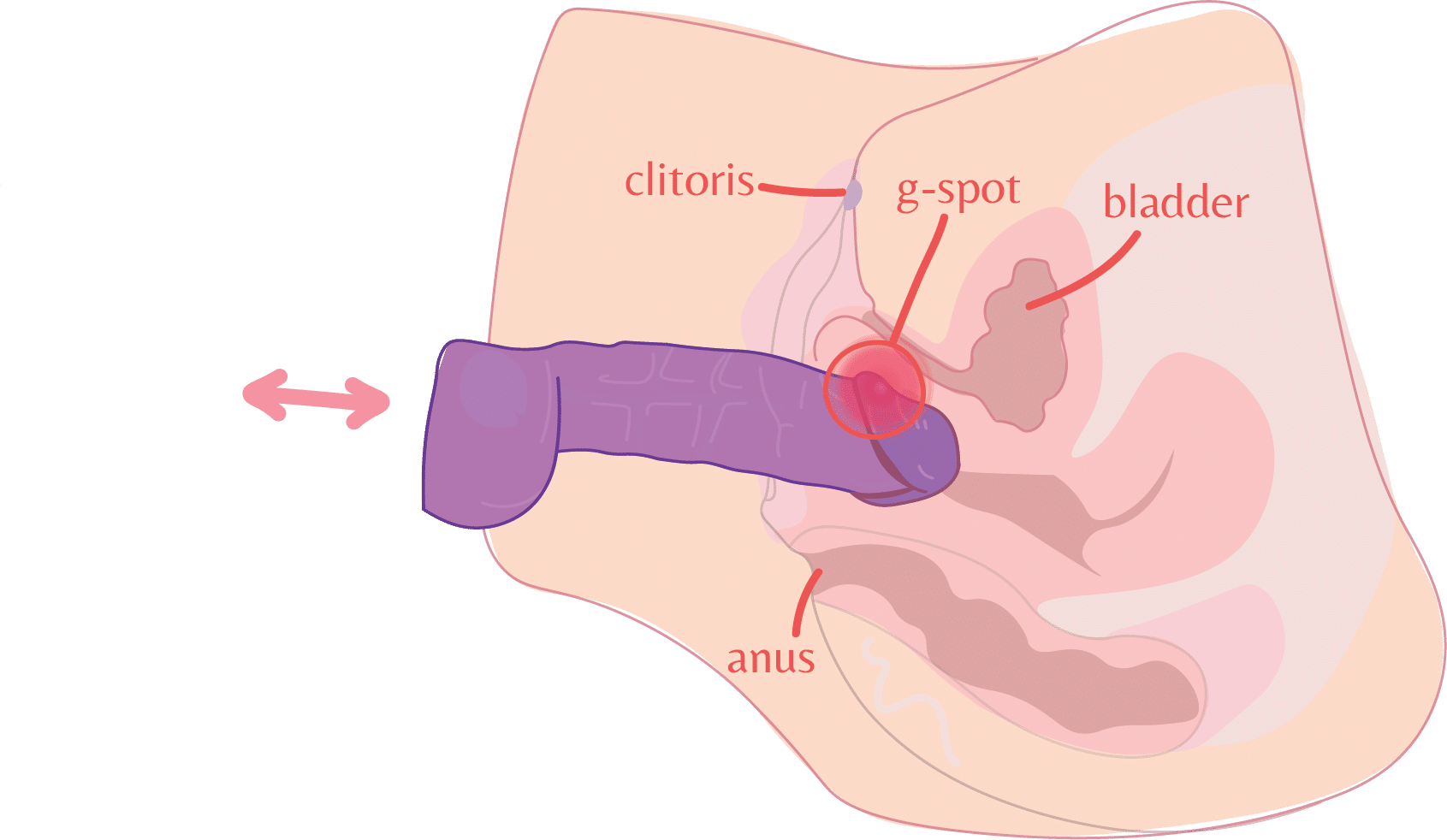 Anatomical cutaway diagram showing a dildo inserted in the vagina, with the clitoris, G-spot, bladder, and anus labeled.
