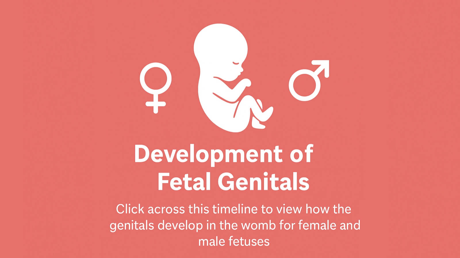 Development of fetal genitals: click across this timeline to view how the genitals develop in the womb for female and male fetuses.