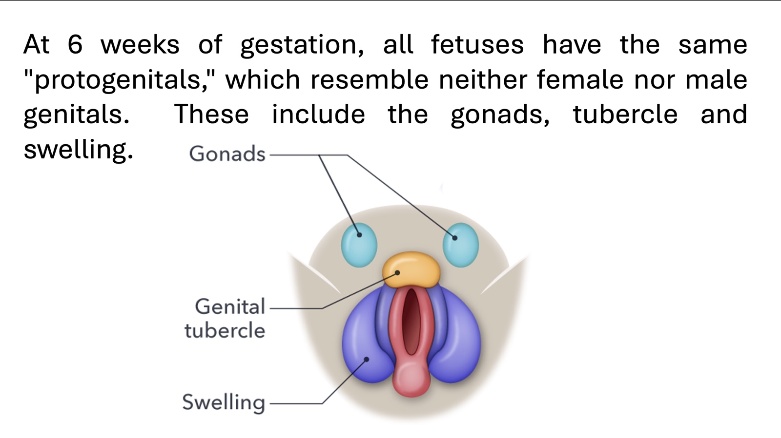 At 6 weeks of gestation, all fetuses have the same "protogenitals," which resemble neither female nor male genitals. These include the gonads, tubercle, and swelling.