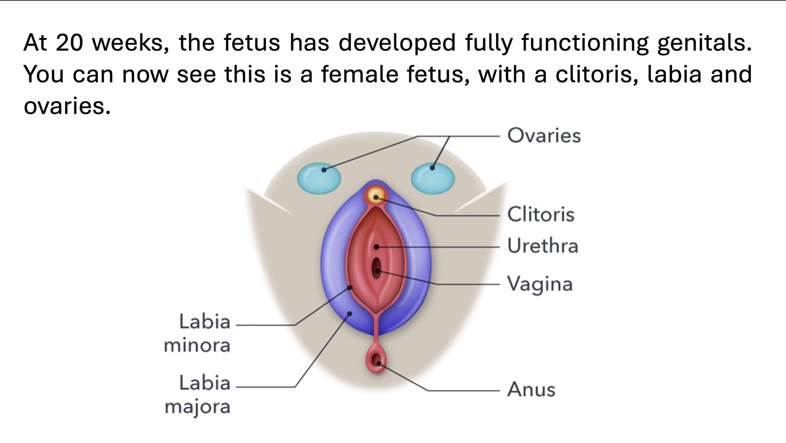 At 20 weeks, the fetus has developed fully functioning genitals. You can now see this is a female fetus, with a clitoris, labia, and ovaries.