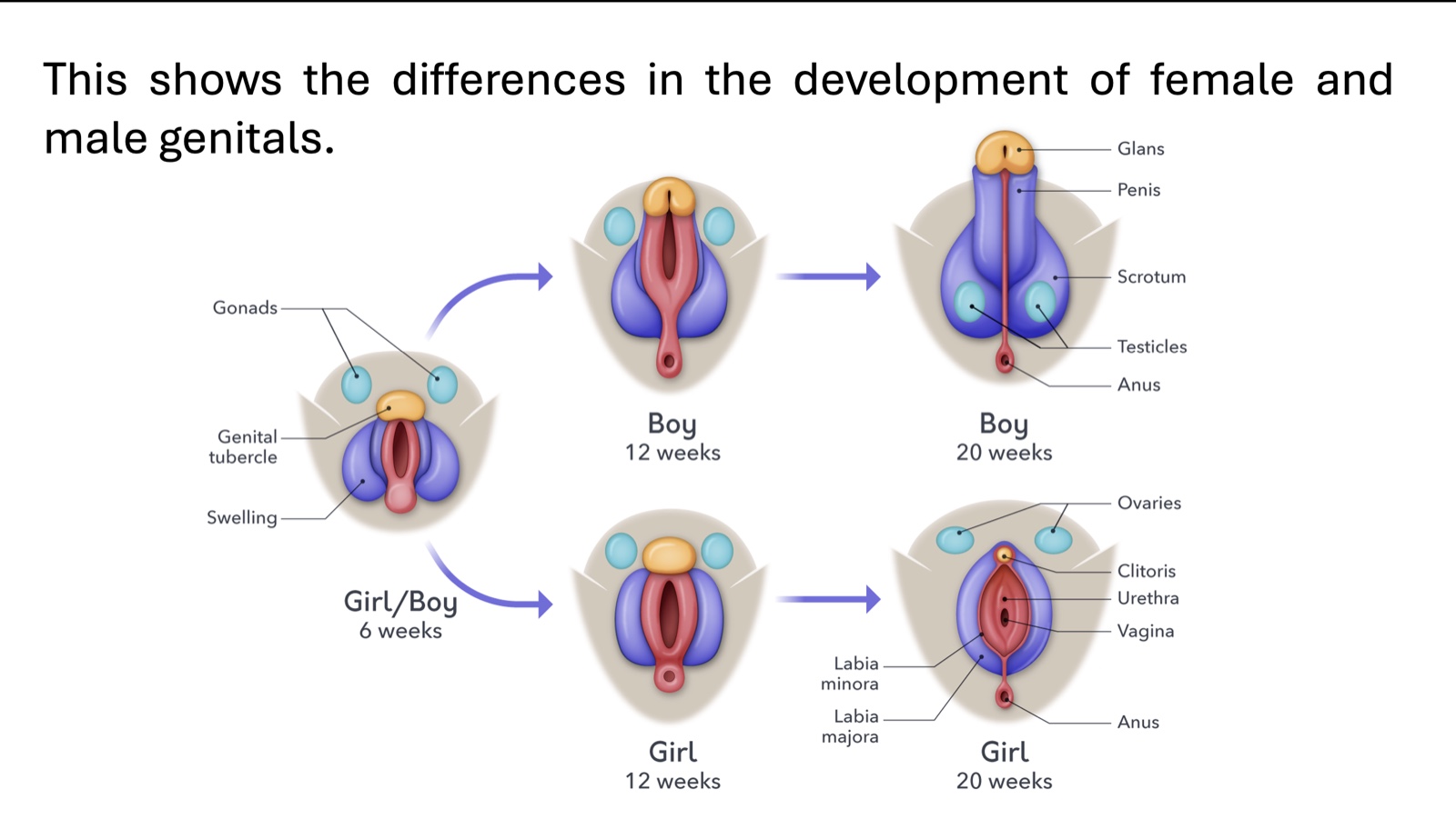 A comparison of female and male genital development: the tubercle becomes either the clitoris or glans penis, the swelling becomes either the labia or scrotum, and the gonads become ovaries or testicles.