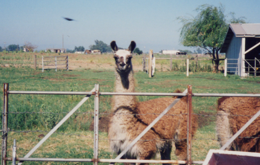 George the llama on the family farm